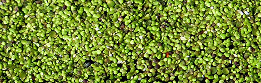 Duckweed taking over a wastewater pond