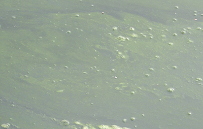 cyanobacteria (blue green algae) bloom in raw water reservoir
