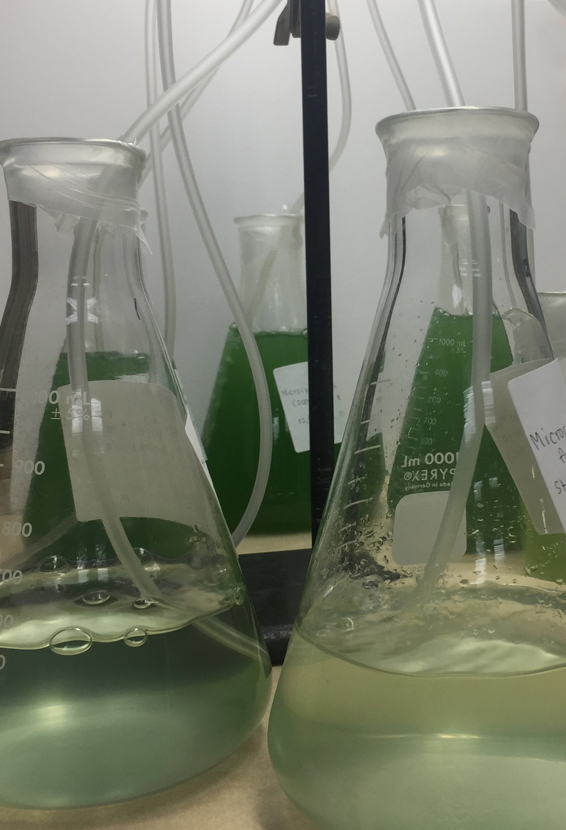 flasks growing cyanobacteria to test cyanocide blue green algae control