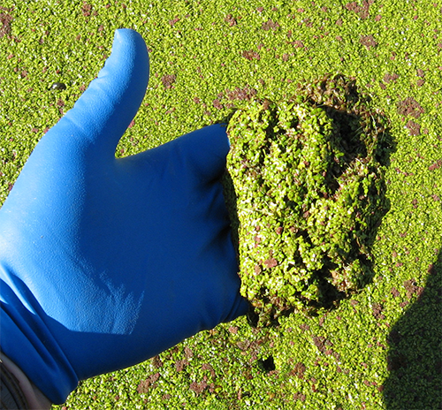 Blue gloved hand scooping up Duckweed in a wastewater pond