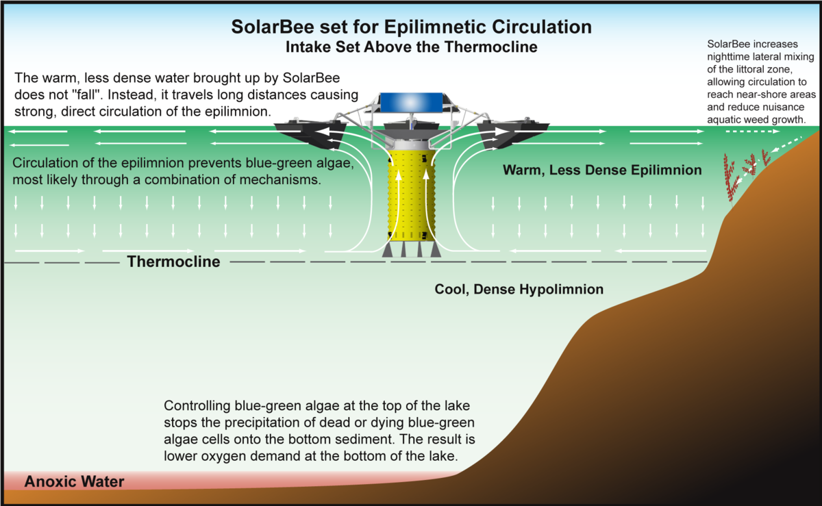 diagram showing how SolarBee Lake Circulators control cyanobacteria (blue-green algae) via epilimnetic circulation.
